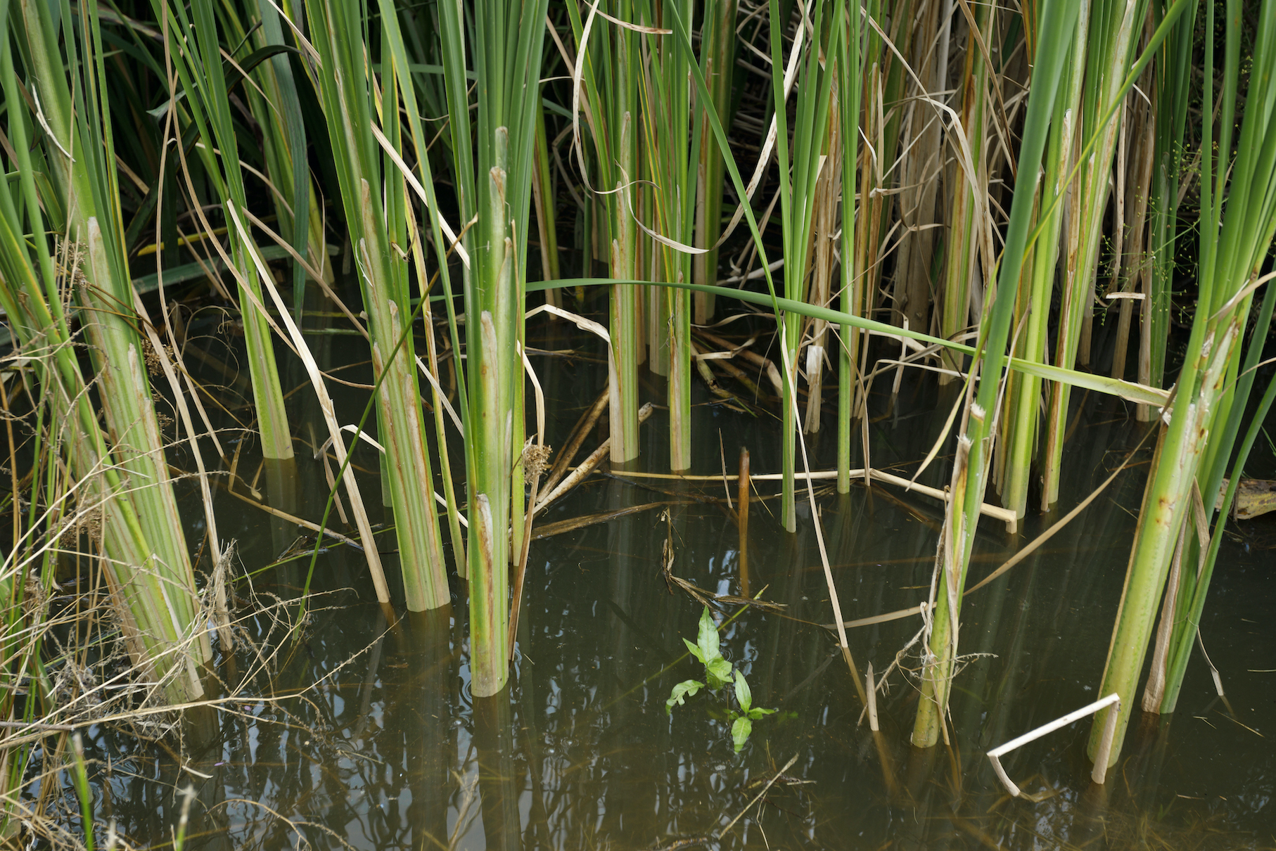 Dijleterrassen, Mechelen